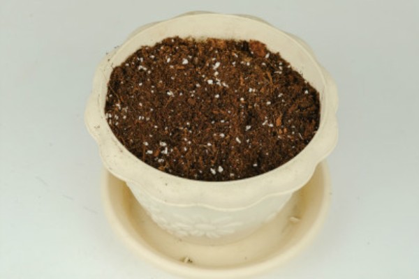 变叶木如何扦插繁殖，挑选长10-15cm且健康无病害的枝条