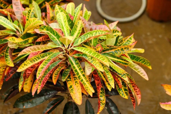 变叶木如何扦插繁殖，挑选长10-15cm且健康无病害的枝条