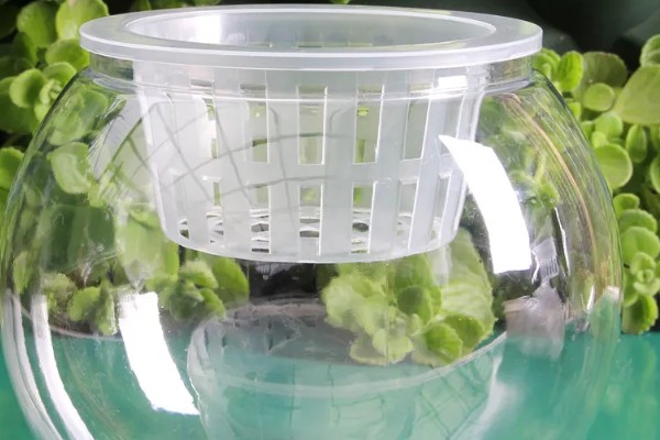 变叶木如何扦插繁殖，挑选长10-15cm且健康无病害的枝条