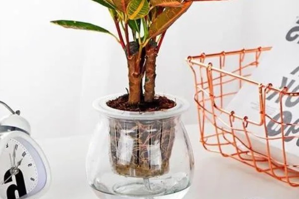 变叶木如何扦插繁殖，挑选长10-15cm且健康无病害的枝条