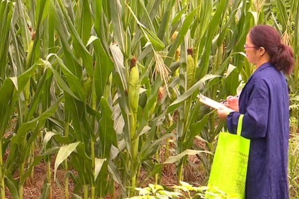 玉米的测产方法,可采用取样法