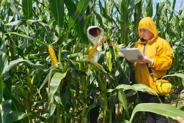 玉米的测产方法,可采用取样法