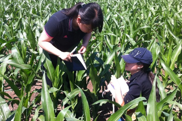 玉米的测产方法,可采用取样法