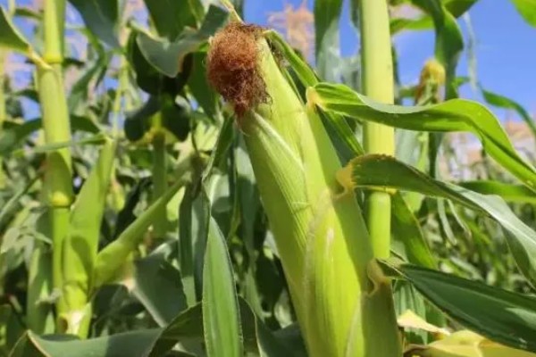 玉米的测产方法,可采用取样法