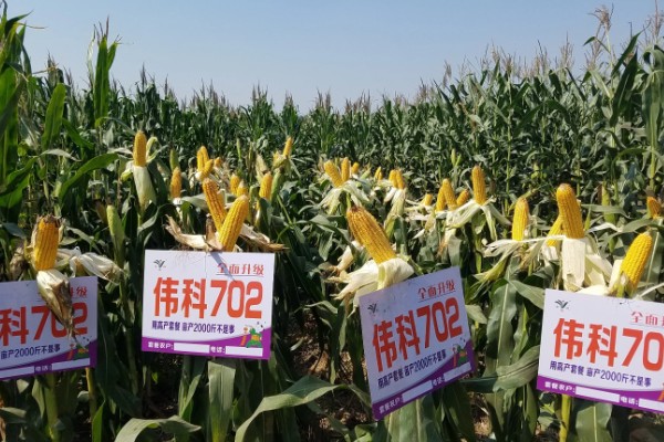 玉米的测产方法,可采用取样法