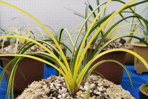 惠兰怎么养殖,夏季遮光率需达到80%以上