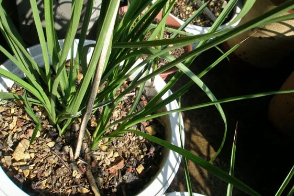 惠兰怎么养殖,夏季遮光率需达到80%以上