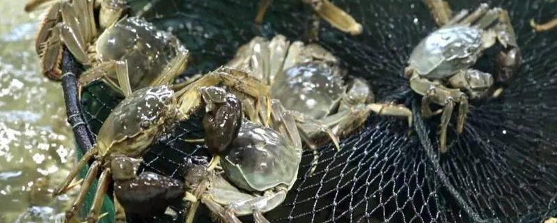 大闸蟹的养殖技术,通常是以植物性的饲料为主