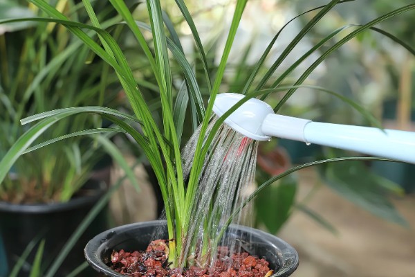 惠兰怎么养殖,夏季遮光率需达到80%以上