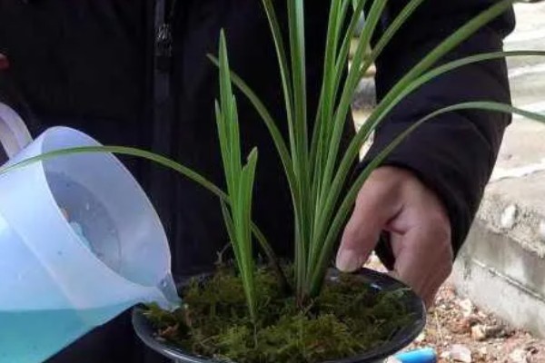 惠兰怎么养殖,夏季遮光率需达到80%以上