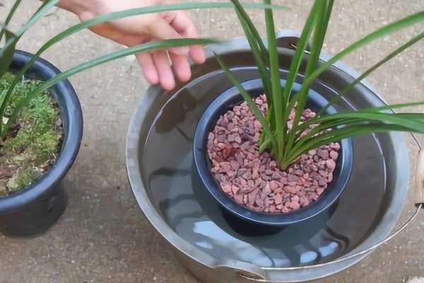 惠兰怎么养殖,夏季遮光率需达到80%以上