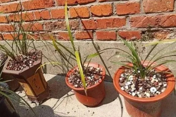 惠兰怎么养殖,夏季遮光率需达到80%以上