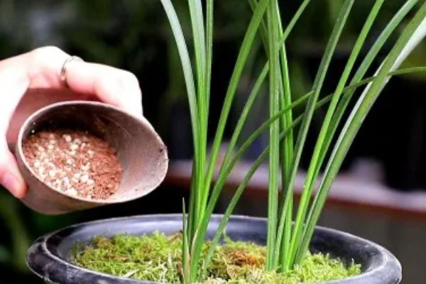 惠兰怎么养殖,夏季遮光率需达到80%以上