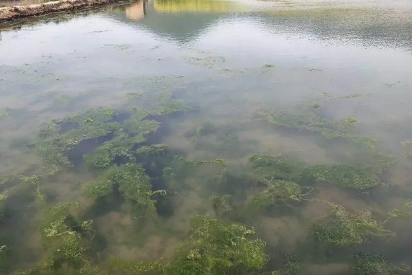 大闸蟹的养殖技术，通常是以植物性的饲料为主