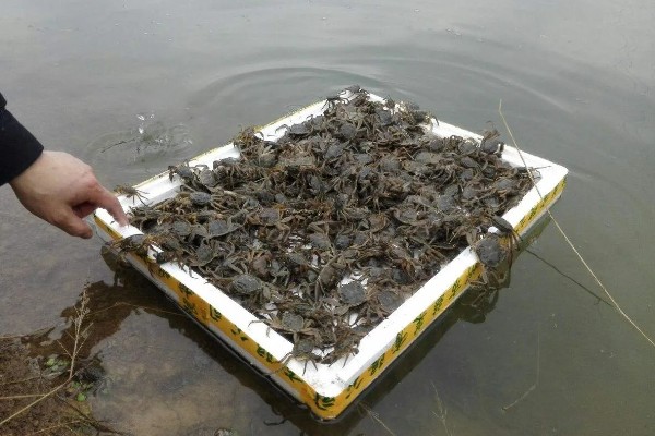 大闸蟹的养殖技术，通常是以植物性的饲料为主