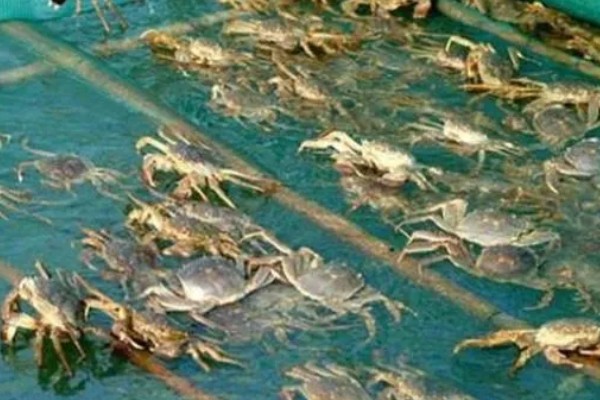 大闸蟹的养殖技术，通常是以植物性的饲料为主