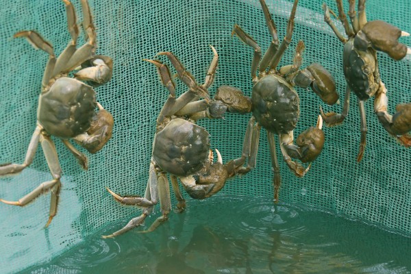 大闸蟹的养殖技术，通常是以植物性的饲料为主
