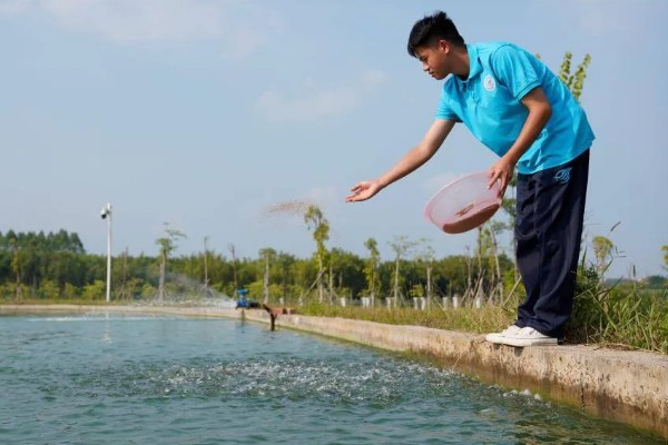 大闸蟹的养殖技术，通常是以植物性的饲料为主