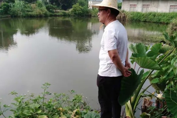 大闸蟹的养殖技术，通常是以植物性的饲料为主