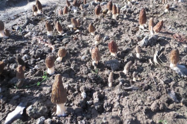 羊肚菌长在什么地方,生长在杨树、栎树的潮湿腐殖土中