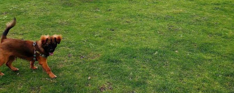 如何预防遛狗时乱吃东西，建立口令和奖励机制进行训练