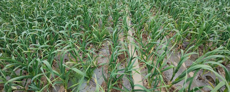 大蒜怎么种植,每次采收叶片后都要追施有机肥