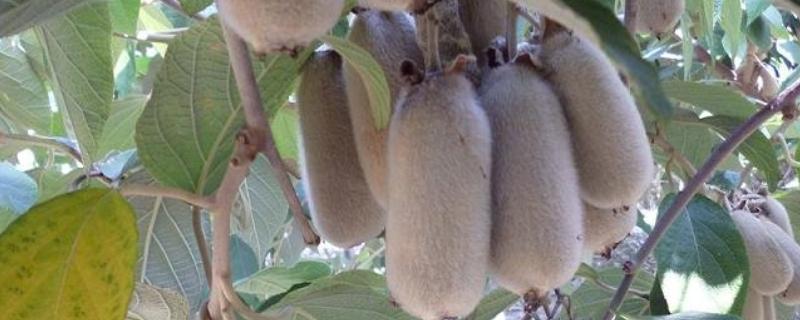 种植白猕猴桃的前景，口感好产量高值得考虑