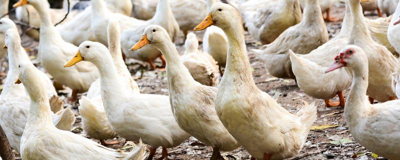 鸭子是不是两栖动物，属于卵生动物用肺部呼吸