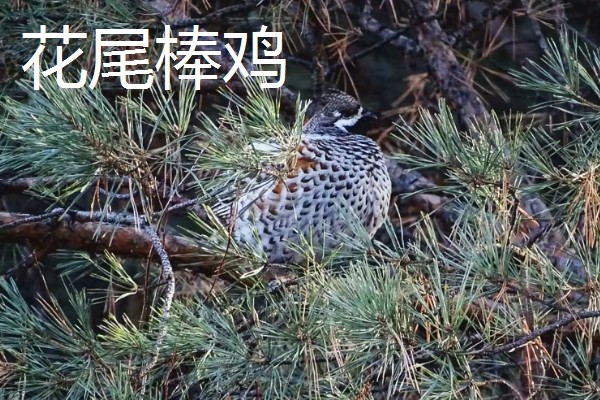 黑龙江桦川县的特产,花尾棒鸡属于野味中的上等佳肴