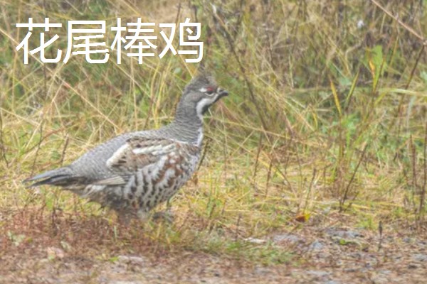 黑龙江桦川县的特产,花尾棒鸡属于野味中的上等佳肴