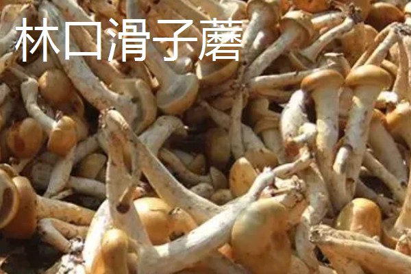 黑龙江桦川县的特产,花尾棒鸡属于野味中的上等佳肴