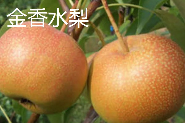 黑龙江桦川县的特产,花尾棒鸡属于野味中的上等佳肴