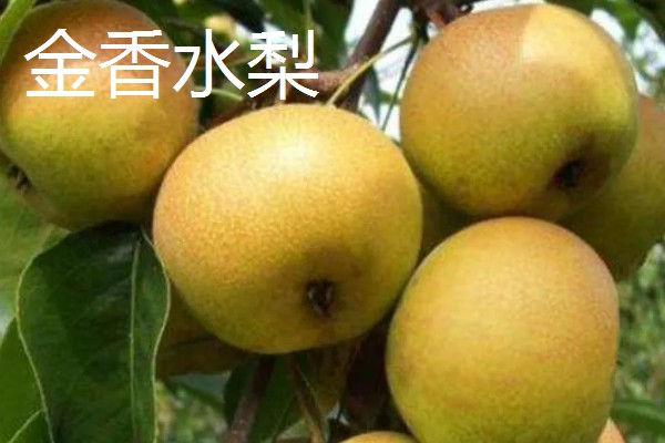 黑龙江桦川县的特产,花尾棒鸡属于野味中的上等佳肴