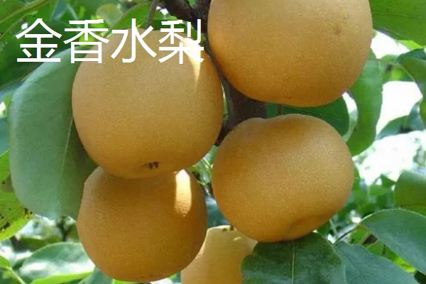 黑龙江桦川县的特产,花尾棒鸡属于野味中的上等佳肴