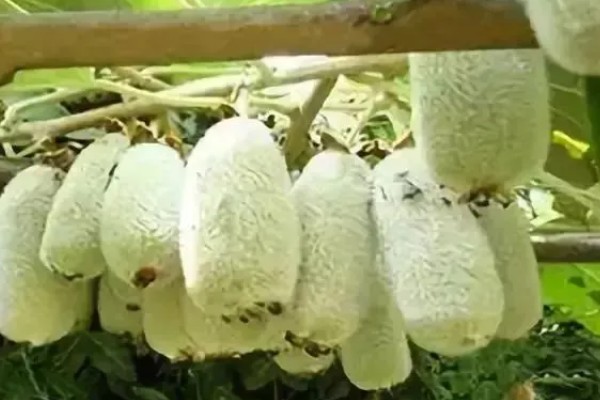 种植白猕猴桃的前景，口感好产量高值得考虑