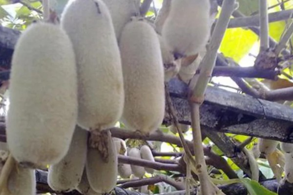 种植白猕猴桃的前景，口感好产量高值得考虑