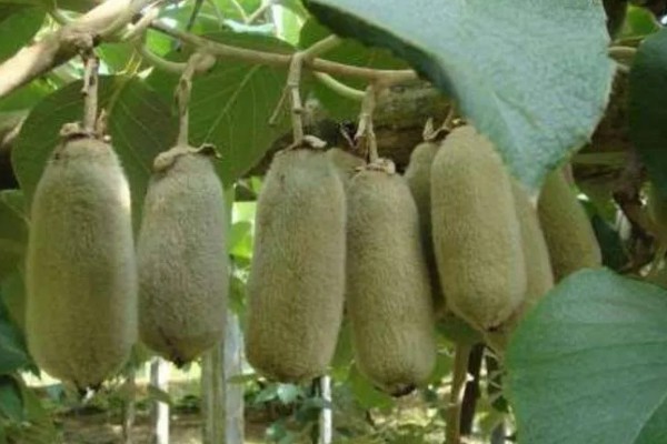 种植白猕猴桃的前景，口感好产量高值得考虑