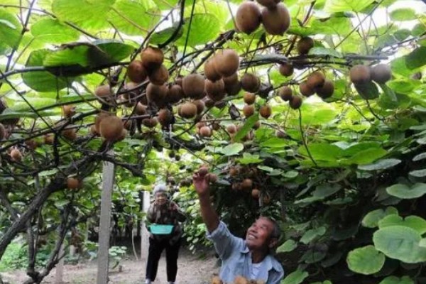 种植白猕猴桃的前景，口感好产量高值得考虑