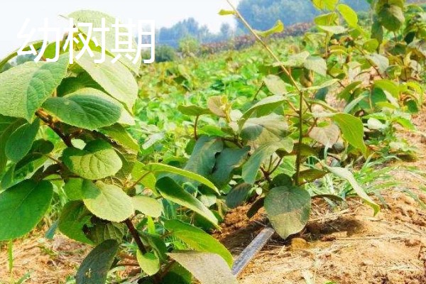 种植白猕猴桃的前景，口感好产量高值得考虑