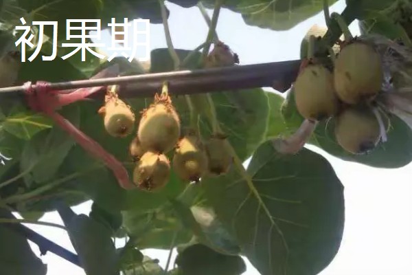 种植白猕猴桃的前景，口感好产量高值得考虑