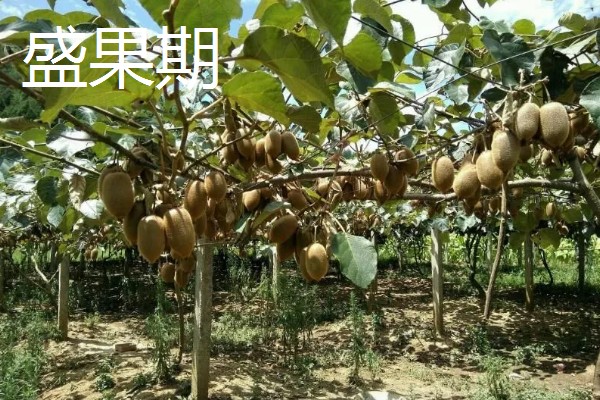 种植白猕猴桃的前景，口感好产量高值得考虑