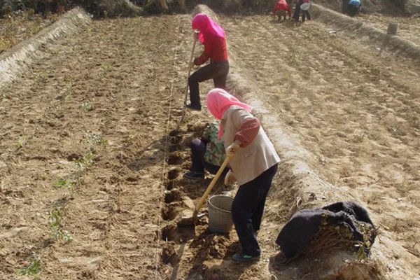 大蒜怎么种植,每次采收叶片后都要追施有机肥