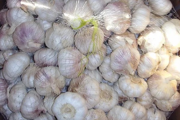 大蒜怎么种植,每次采收叶片后都要追施有机肥