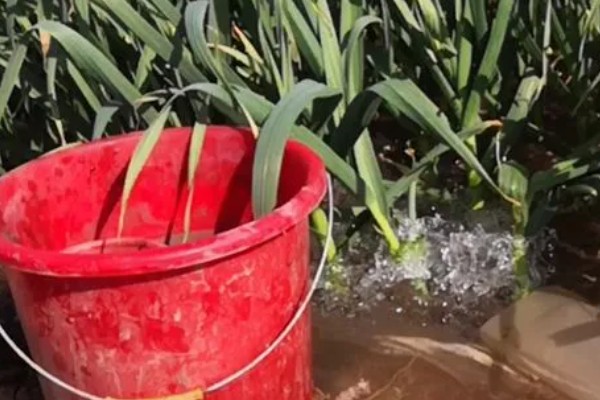 大蒜怎么种植,每次采收叶片后都要追施有机肥