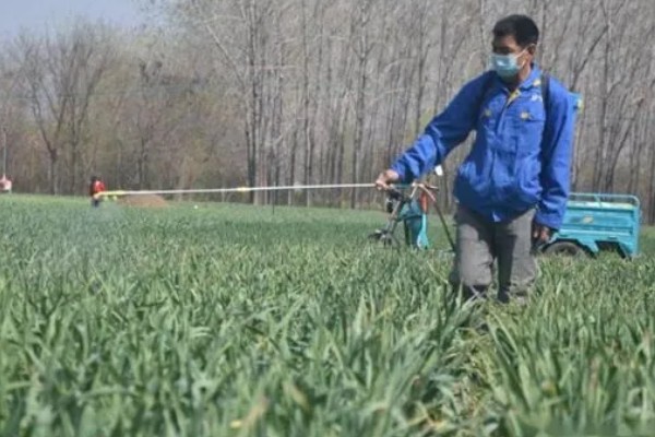 大蒜怎么种植,每次采收叶片后都要追施有机肥