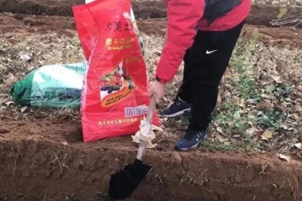 大蒜怎么种植,每次采收叶片后都要追施有机肥