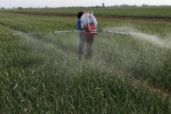 大蒜怎么种植,每次采收叶片后都要追施有机肥