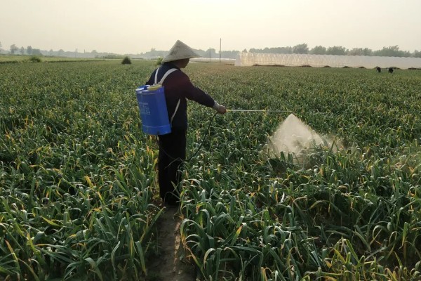 大蒜怎么种植,每次采收叶片后都要追施有机肥