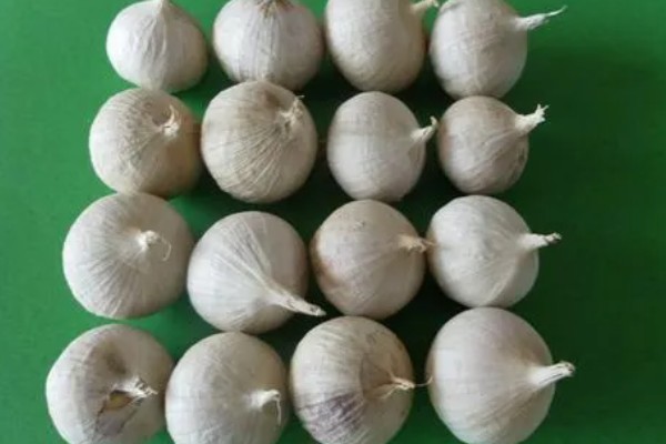 大蒜怎么种植,每次采收叶片后都要追施有机肥