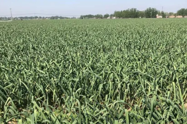 大蒜怎么种植,每次采收叶片后都要追施有机肥